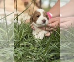 Small Photo #33 Goldendoodle (Miniature) Puppy For Sale in FREDERICA, DE, USA