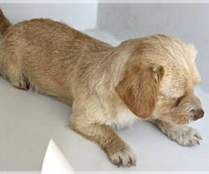 Chihuahua Dogs for adoption in Houston, TX, USA