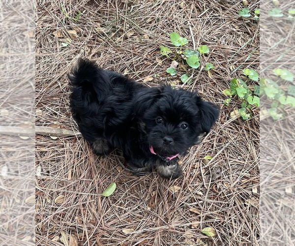 Medium Photo #6 Shih Tzu Puppy For Sale in Arlington, VA, USA