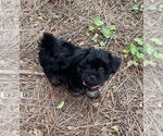 Small #5 Shih Tzu