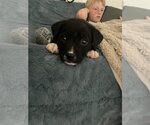 Small Photo #2 Labrador Retriever-Unknown Mix Puppy For Sale in Escondido, CA, USA