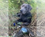 Small Photo #1 Labrador Retriever Puppy For Sale in KINSTON, AL, USA