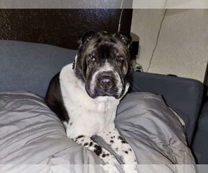 Bernard - Male Pug-Unknown Mix Dog for Adoption - Photo #5
