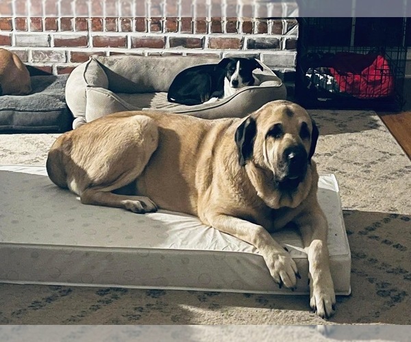 Medium Photo #1 Spanish Mastiff Puppy For Sale in BETHANY, LA, USA