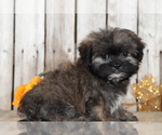 Small Photo #4 Shih Tzu-Silky Tzu Mix Puppy For Sale in MOUNT VERNON, OH, USA