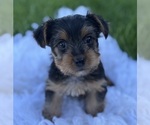 Small Yorkshire Terrier
