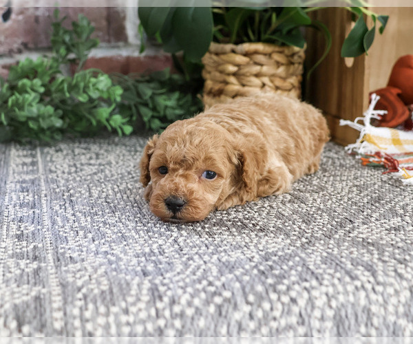 Medium Photo #4 Poodle (Miniature) Puppy For Sale in SYRACUSE, IN, USA