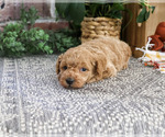 Small #3 Poodle (Miniature)
