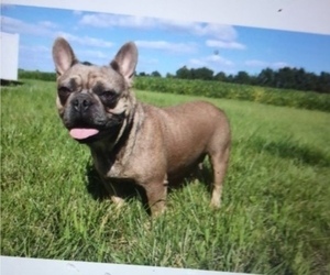 Mother of the French Bulldog puppies born on 06/28/2022