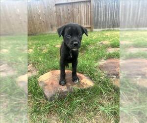 Labrador Retriever-Unknown Mix Dogs for adoption in Conroe, TX, USA