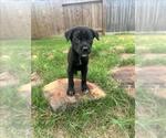 Small Labrador Retriever Mix