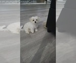 Small Photo #6 Maltese Puppy For Sale in WICHITA, KS, USA