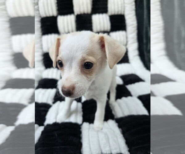 Medium Photo #4 Chihuahua-Unknown Mix Puppy For Sale in San Francisco, CA, USA