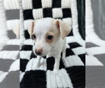 Small Photo #4 Chihuahua-Unknown Mix Puppy For Sale in San Francisco, CA, USA
