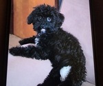 Small Photo #1 Shorkie Tzu Puppy For Sale in MATTOON, IL, USA
