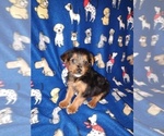 Small #5 YorkiePoo