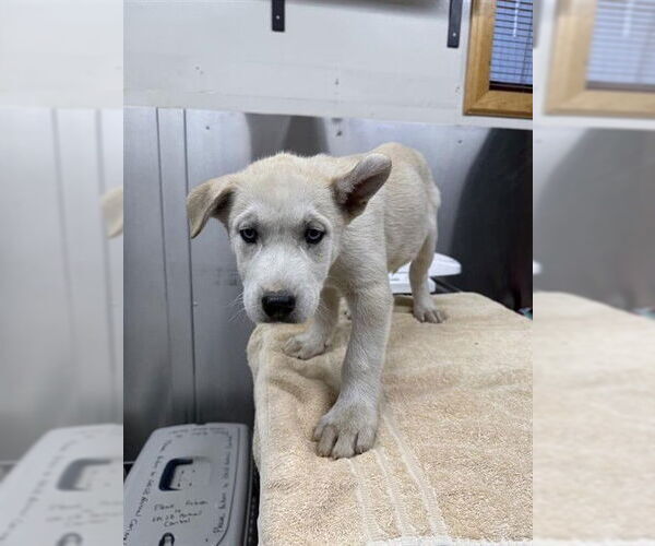 Medium Photo #1 - Mix Puppy For Sale in Fairbanks, AK, USA