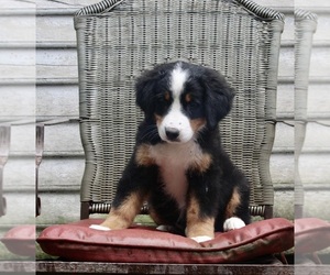 Bernese Mountain Dog Puppy for sale in FREDERICKSBURG, OH, USA