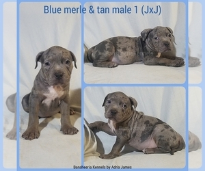 American Bully Puppy for sale in MABELVALE, AR, USA