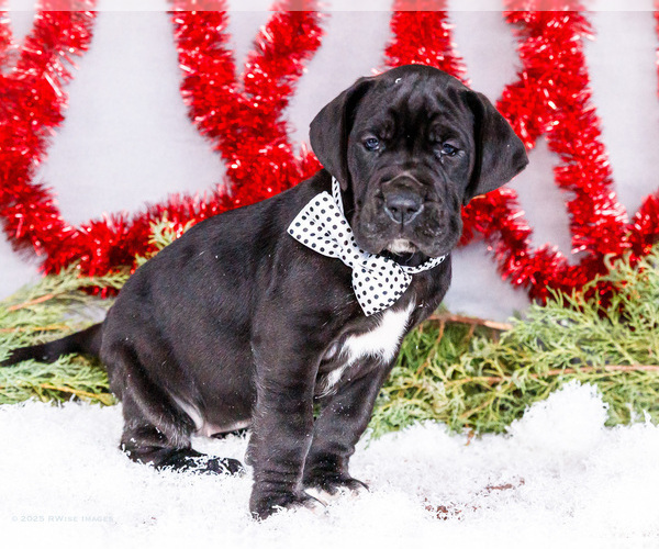 Medium Photo #1 Great Dane Puppy For Sale in WAKARUSA, IN, USA