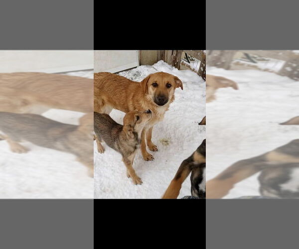 Medium Photo #6 German Shepherd Dog-Jack Russell Terrier Mix Puppy For Sale in Aurora, IN, USA