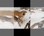 Small #5 German Shepherd Dog-Jack Russell Terrier Mix
