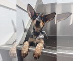 Small #2 Australian Shepherd Mix