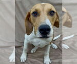 Small #1 Labrador Retriever Mix