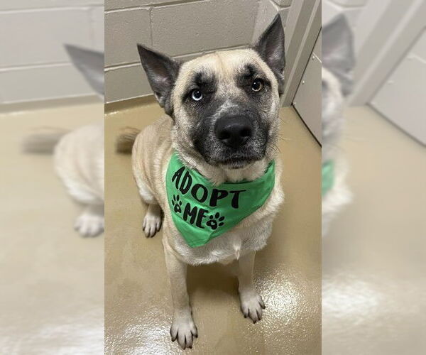 Medium Photo #3 German Shepherd Dog-Unknown Mix Puppy For Sale in Pasadena, TX, USA