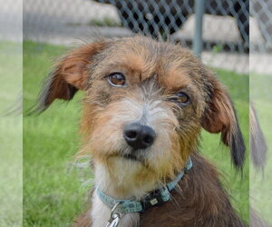 Unknown-Welsh Terrier Mix Dogs for adoption in Huntley, IL, USA