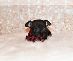 Puppy Gilley Chihuahua