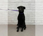 Small German Shepherd Dog Mix