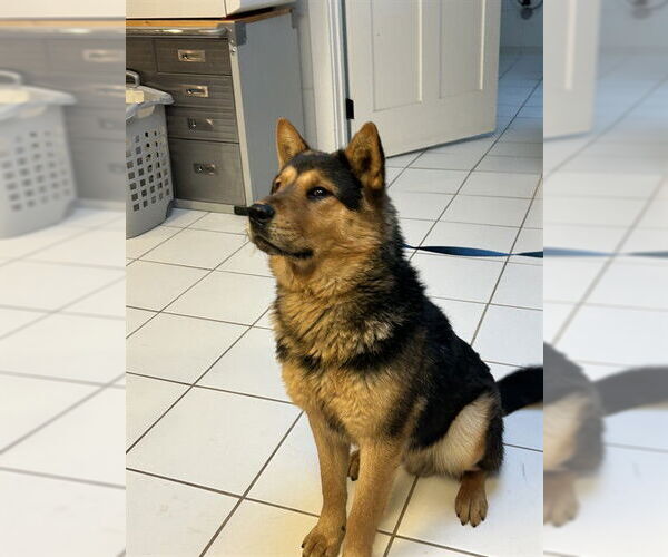 Medium Photo #1 Chow Chow-Unknown Mix Puppy For Sale in Ojai, CA, USA