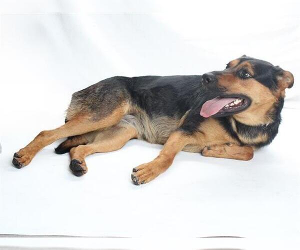 Medium Photo #1 German Shepherd Dog Puppy For Sale in Burbank, CA, USA