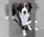Small #17 Border Collie