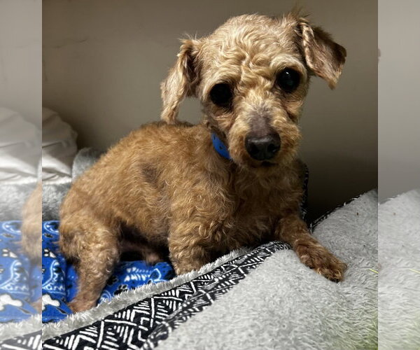Medium Photo #3 Poodle (Miniature) Puppy For Sale in Pacolet, SC, USA