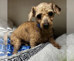 Small #2 Poodle (Miniature)