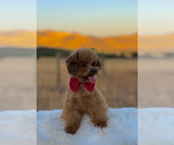 Medium Photo #1 Poodle (Toy) Puppy For Sale in PORTERVILLE, CA, USA