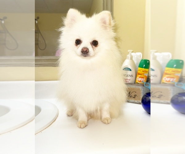 Medium Photo #1 Pomeranian Puppy For Sale in DAWSONVILLE, GA, USA