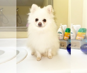 Medium Pomeranian