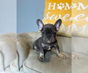 French Bulldog Puppy for sale in BOSTON, MA, USA