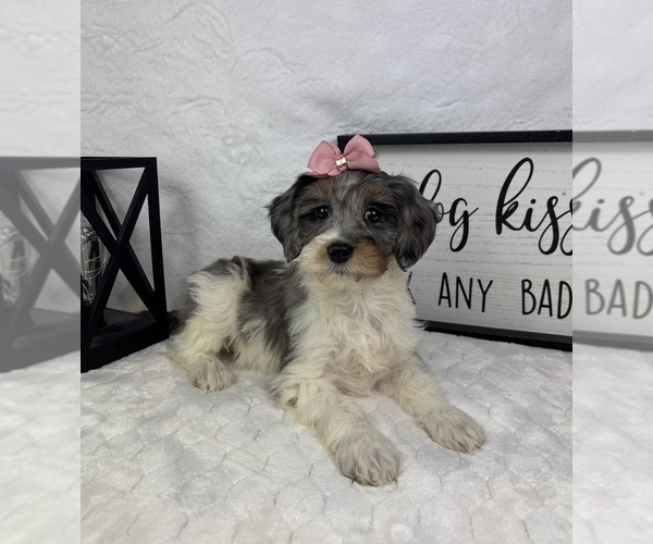 Medium Photo #1 Bernedoodle (Miniature) Puppy For Sale in GREENFIELD, IN, USA