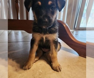 German Shepherd Dog Puppy for sale in MORENO VALLEY, CA, USA