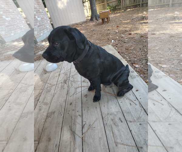 Medium Photo #4 Labrador Retriever-Unknown Mix Puppy For Sale in The Woodlands, TX, USA