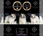 Small Photo #2 Pomeranian Puppy For Sale in WARSAW, IN, USA