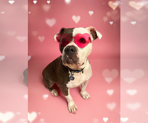 Medium Photo #6 American Bulldog Puppy For Sale in Rockville, MD, USA