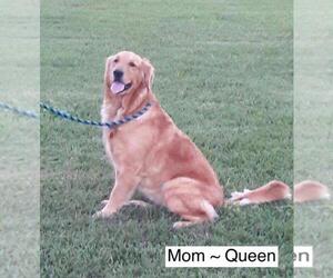 Mother of the Golden Retriever puppies born on 06/12/2019