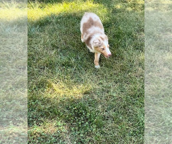 Medium Photo #5 Miniature Australian Shepherd Puppy For Sale in WENTZVILLE, MO, USA