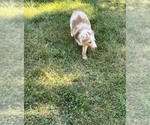 Small #4 Miniature Australian Shepherd