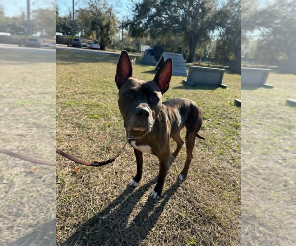 Medium Photo #5 Mutt Puppy For Sale in Tampa, FL, USA